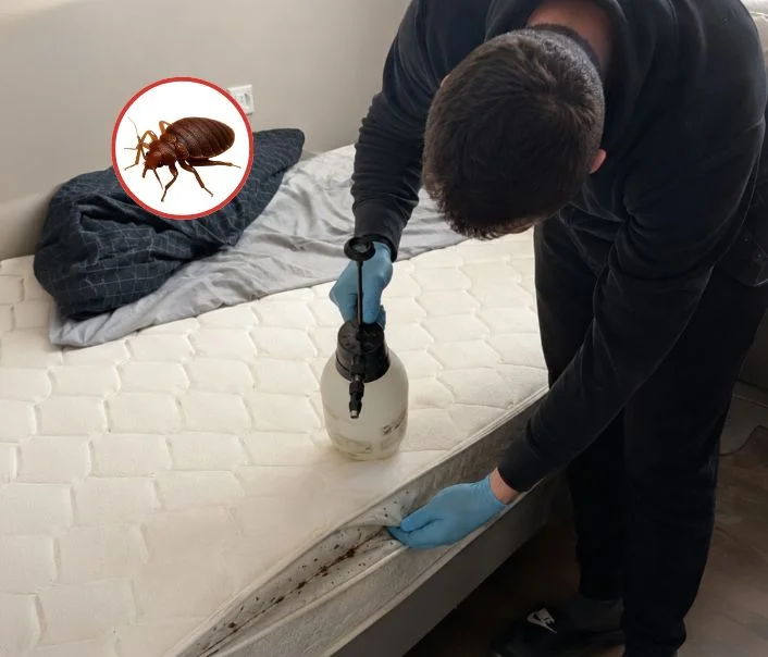 Technicien traitant un matelas contre les punaises de lit à Guyancourt
